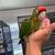 Amazon parrots  / Mitred Conures 3 thumbnail
