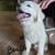 Livestock guardian pups 6 thumbnail
