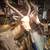 Taxidermy 6 thumbnail