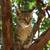 kittens 5 thumbnail
