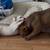 American Bully for sale female $3500 9 thumbnail