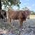 Scottish Highland Bull 1 thumbnail