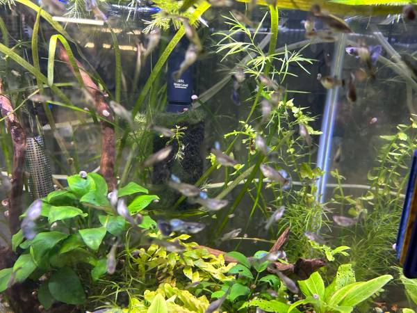 Guppies (Shelton)63874561104129120
