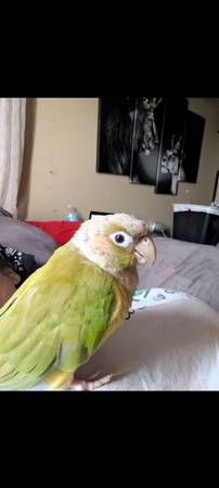 Missing Green Cheek Conure 1