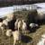 Covered Hay Feeder for Goats Sheep 6 thumbnail