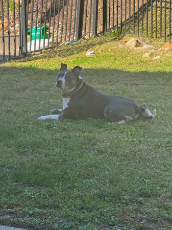 5 Year Old Pit Mix Seeking Experienced Home 1