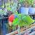 Red blue and Green Parrot 2 thumbnail