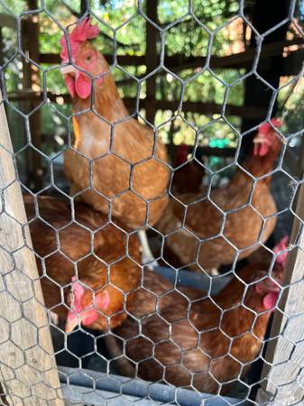 Chickens (Tulare)63873027478659121