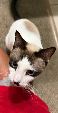 Snowshoe Siamese mix532292746179389442