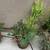 Potted Plant Sale 2 thumbnail