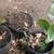 Avocado Seedling Rooted Live Plant 2 thumbnail