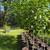 5 FT Everbearing Mulberry Tree – FRUIT BEARING AGE – 3 Gallon 1 thumbnail