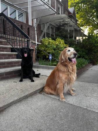 Estoy buscando un hogar temporal para mis dos perros (Brooklyn)