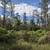 Fern Forest 3 acres on Kokokahi $671/month 4 thumbnail