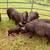 American Guinea Hogs 3 thumbnail