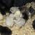 22 chicks SR 6 thumbnail