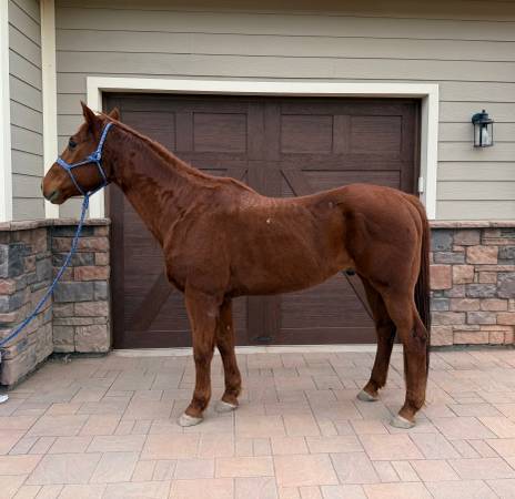 Quarter Horse Gelding 1