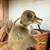Ducklings 4 thumbnail