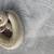 Ball pythons 2 thumbnail