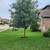 Oak Tree 1 thumbnail