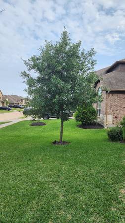Oak Tree 1