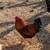 Two free roosters 1 thumbnail