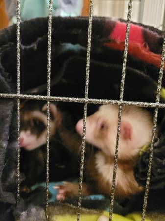 Ferrets 1
