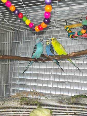3 Parakeets for sale with cage $50 (Los Angeles)63829968059905120