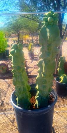 DOUBLE TOTEM POLE CACTUS 1