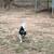 Dogs 2 thumbnail