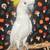 Sulphur Crested Cockatoo Pet 1 thumbnail
