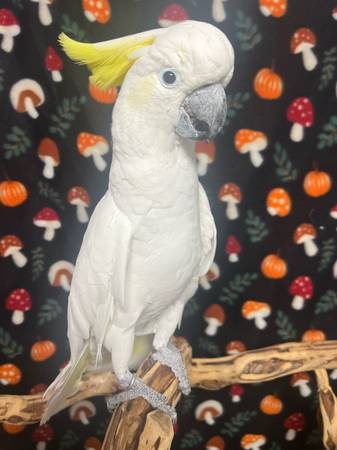 Sulphur Crested Cockatoo Pet 1