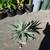 Agave angustifolia ///// Caribbean Agave --- 5 gallon 8 thumbnail