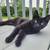 Farm cats 11 thumbnail
