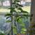 Beautiful spotted leaves plant lilac flowers 6 thumbnail