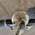 Calcutta 150 bait casting reel 6’ 5” Phenix rod 10 thumbnail