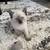 Siamese kittens 4 thumbnail