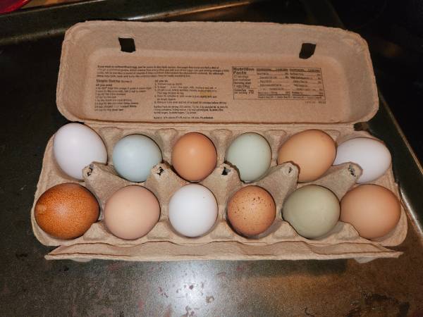 Easter Egger/ Olive Egger Hatching Eggs! Speckled Easter/Olive Egger 1