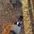 Homing pigeons 2 thumbnail