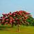 Jacaranda trees Purple rain 2 thumbnail