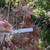Japanese maple trees 5 thumbnail