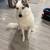 Female adult Husky 1 thumbnail