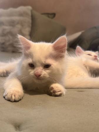 Gatos Persa/Himalaya (McAllen)64148953290113123