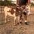 Mini Cattle & Mini Donkeys 10 thumbnail