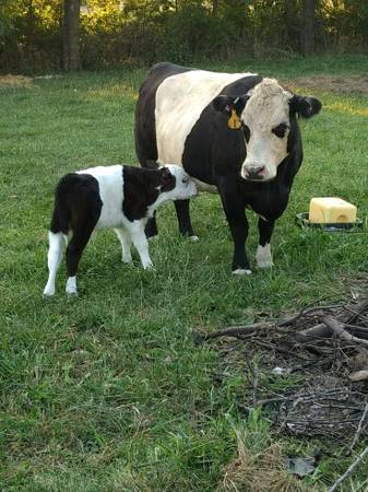 Panda Cow Calf pair 1