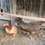 Chickens 2 thumbnail