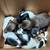 Mini Dachshunds 15 thumbnail