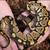 Ball python $50 6 thumbnail