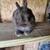 Pet Rabbits For Sale 2 thumbnail