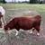 Hereford calf 5 thumbnail